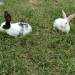 rabbit/ খরগোশ